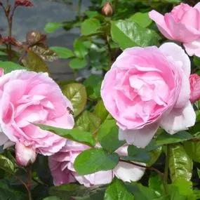 Mum in a Million Rose Hybrid Tea Rose (Rosa Mum in a Million) 3